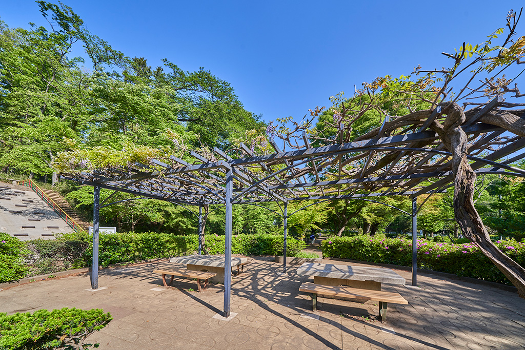 「藤棚」/黒鐘公園(東京都/国分寺市)