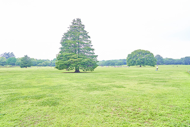 「みんなの原っぱ」／国営昭和記念公園（東京都／立川市）