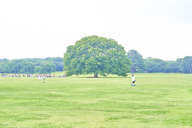 「みんなの原っぱ」／国営昭和記念公園（東京都／立川市）