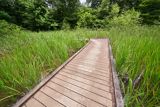 「トンボの湿地」／国営昭和記念公園（東京都／立川市）