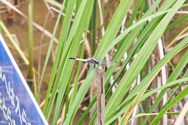 「トンボ」／国営昭和記念公園（東京都／立川市）