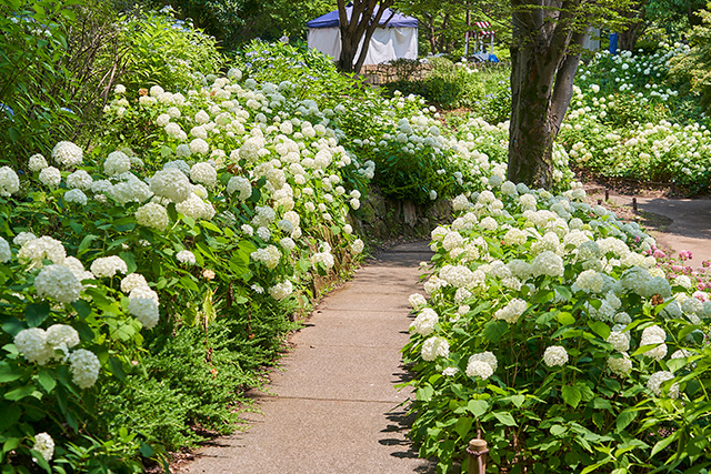 「花木園」／国営昭和記念公園（東京都／立川市）