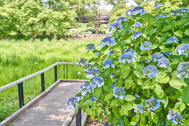 「花木園」／国営昭和記念公園（東京都／立川市）
