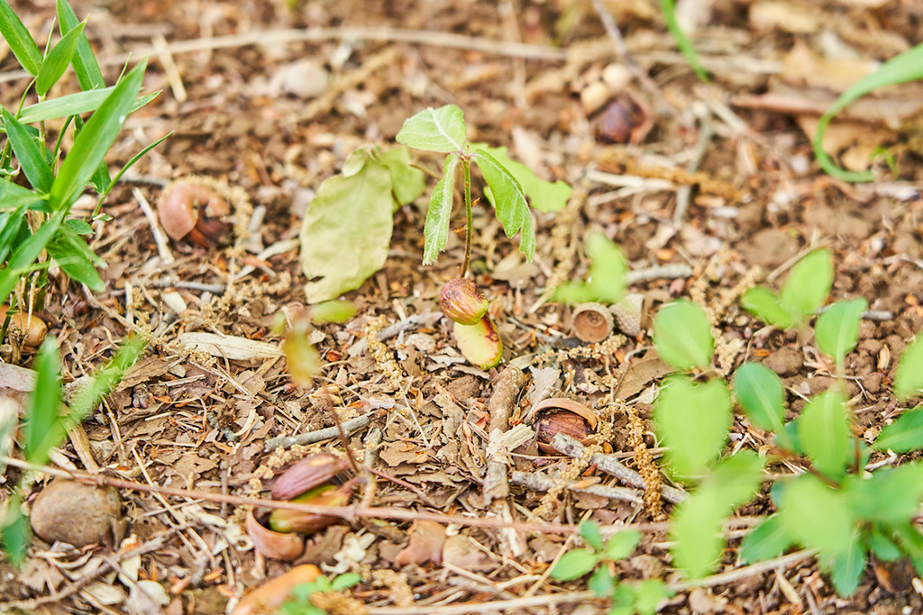 「どんぐりから小さな芽」/東大和公園(東京都/東大和市)