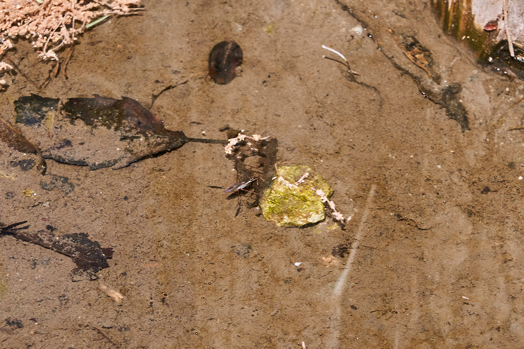 「ビオトープ」/多摩川緑地福生南公園(東京都/福生市)