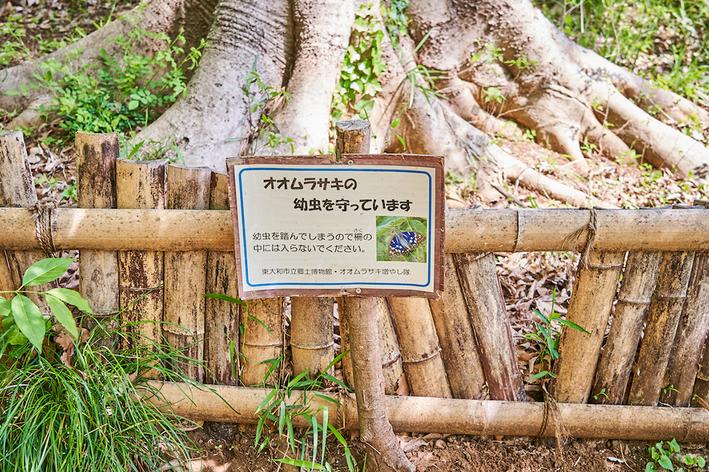 「木」/狭山緑地 フィールドアスレチック(東京都/東大和市)