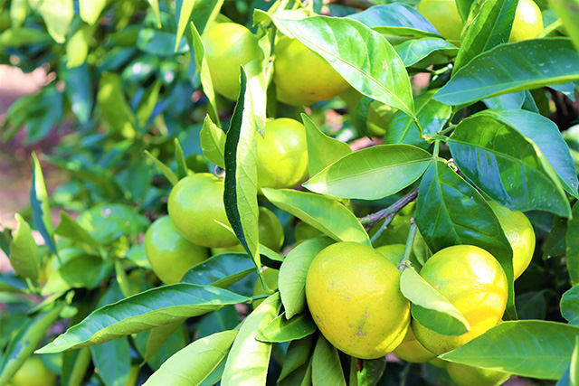 9月中旬の青々としたみかん/観光農園南楽園(大阪府/堺市)