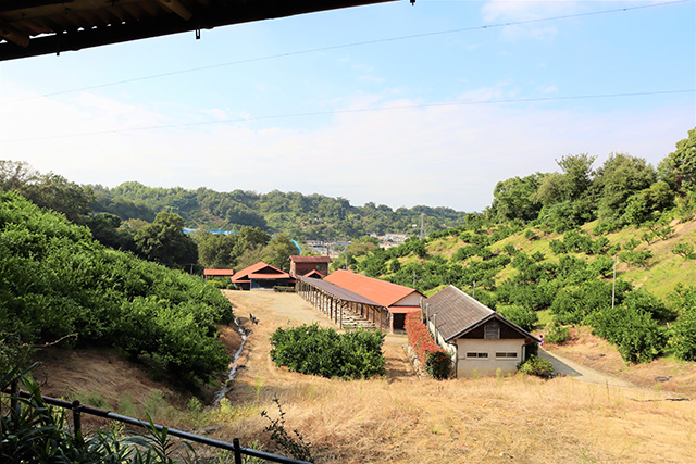広場を中心にぐるっと植えられたみかんの木/観光農園南楽園(大阪府/堺市)