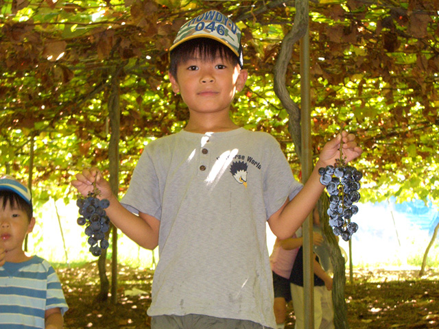 ぶどう狩りの様子/観光農園南楽園(大阪府/堺市)