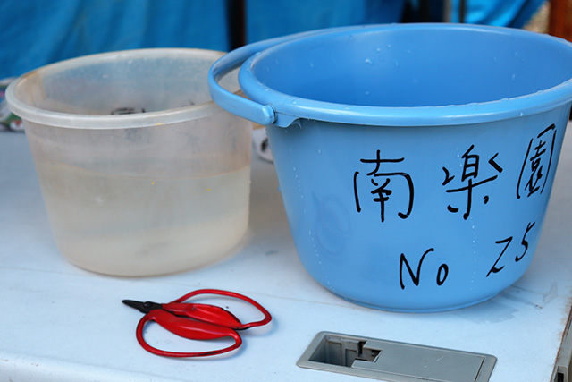 ぶどう狩り用のバケツ2種類とハサミ/観光農園南楽園(大阪府/堺市)