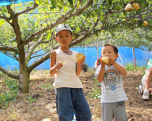 梨狩りの様子/観光農園南楽園(大阪府/堺市)