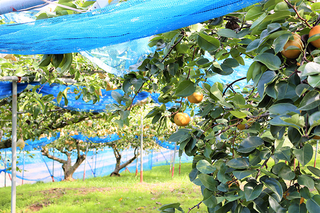 梨狩り/観光農園南楽園(大阪府/堺市)