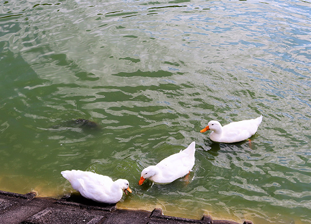 アヒルの餌やり/観光農園南楽園(大阪府/堺市)