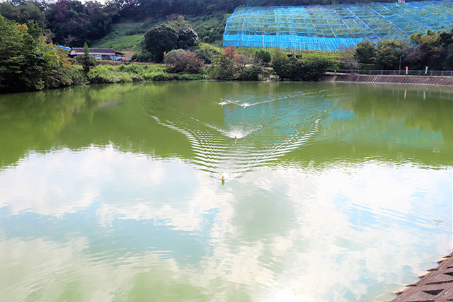 池を泳ぐアヒル/観光農園南楽園(大阪府/堺市)