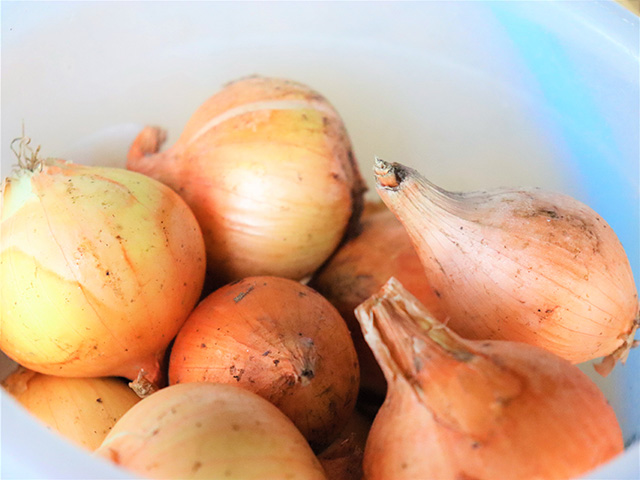 玉ねぎ/観光農園南楽園(大阪府/堺市)