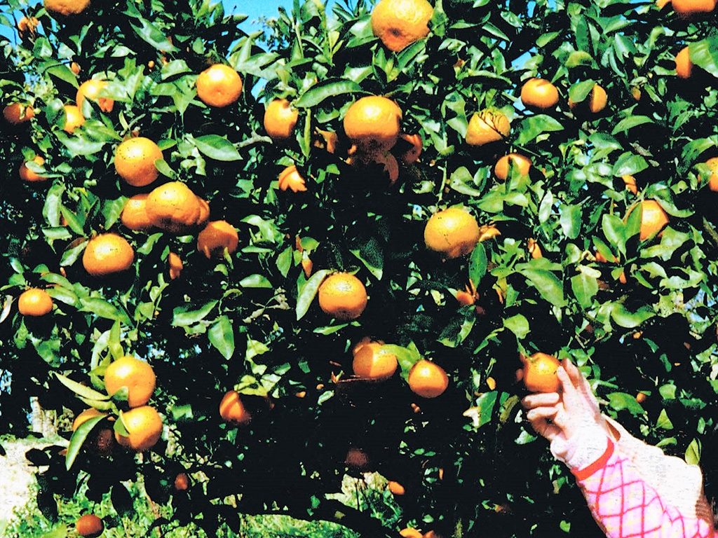 おいしそうな温州みかん/観光農園南楽園(大阪府/堺市)