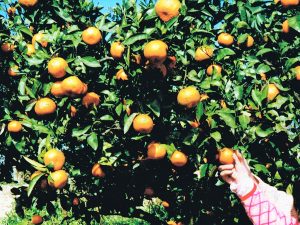 堺市・南楽園で秋のみかん狩り・梨狩り・芋掘りを体験！バーベキューや釣りも楽しめる