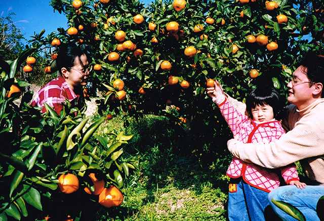 おいしそうな温州みかん/観光農園南楽園(大阪府/堺市)