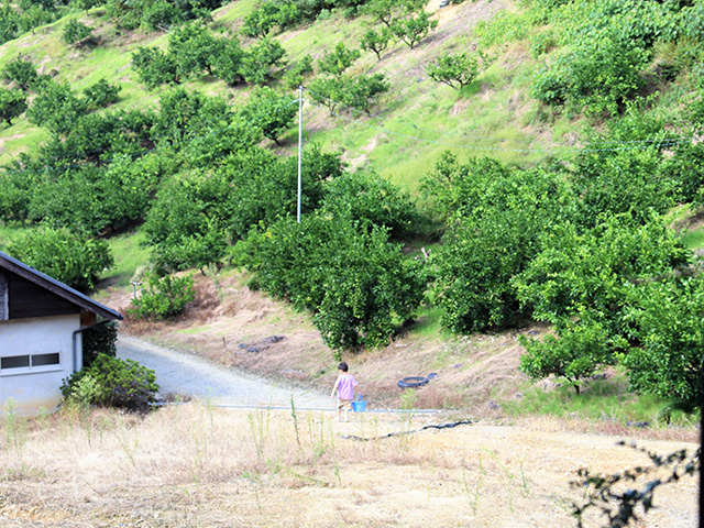 9月中旬の青々としたみかん/観光農園南楽園(大阪府/堺市)