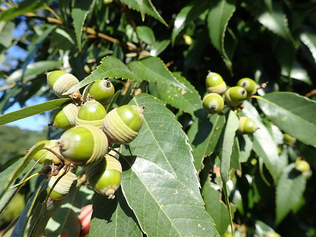 どんぐり/21世紀の森と広場(千葉県/松戸市)