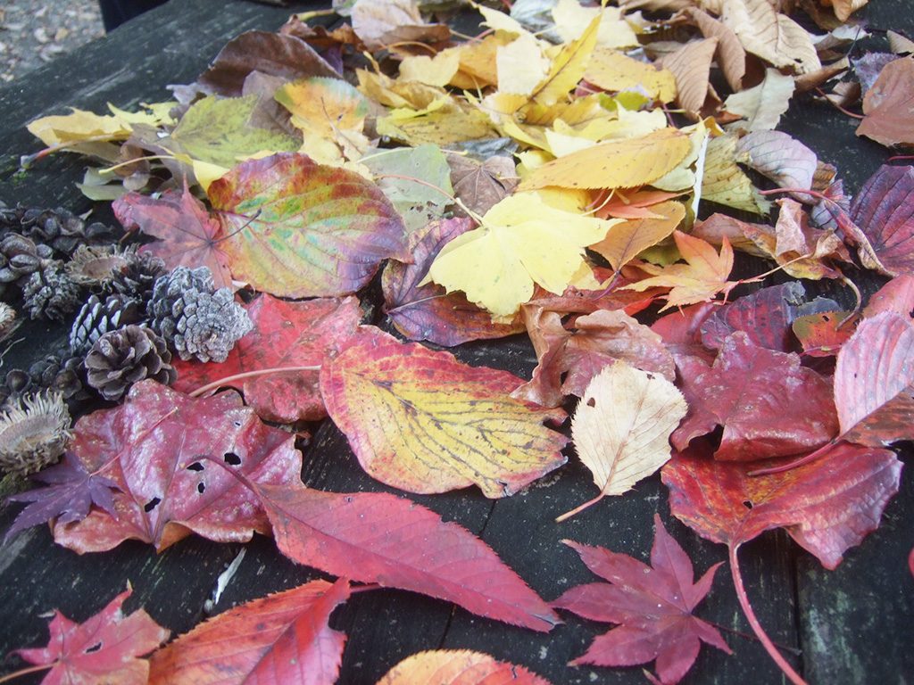 県立21世紀の森(神奈川県/南足柄市)