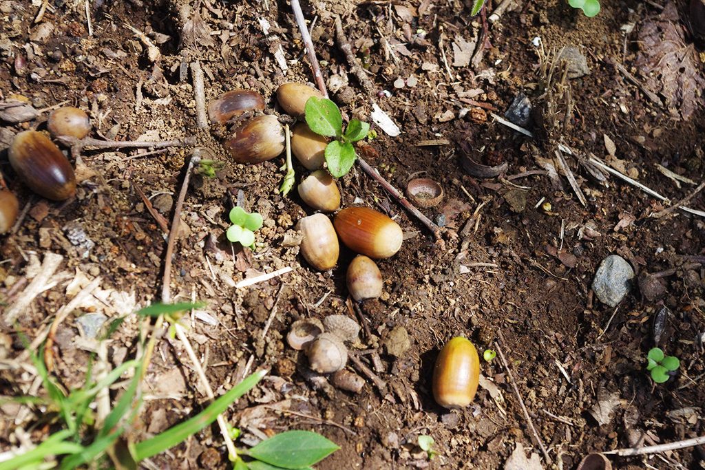 こどもの国(神奈川県/横浜市)