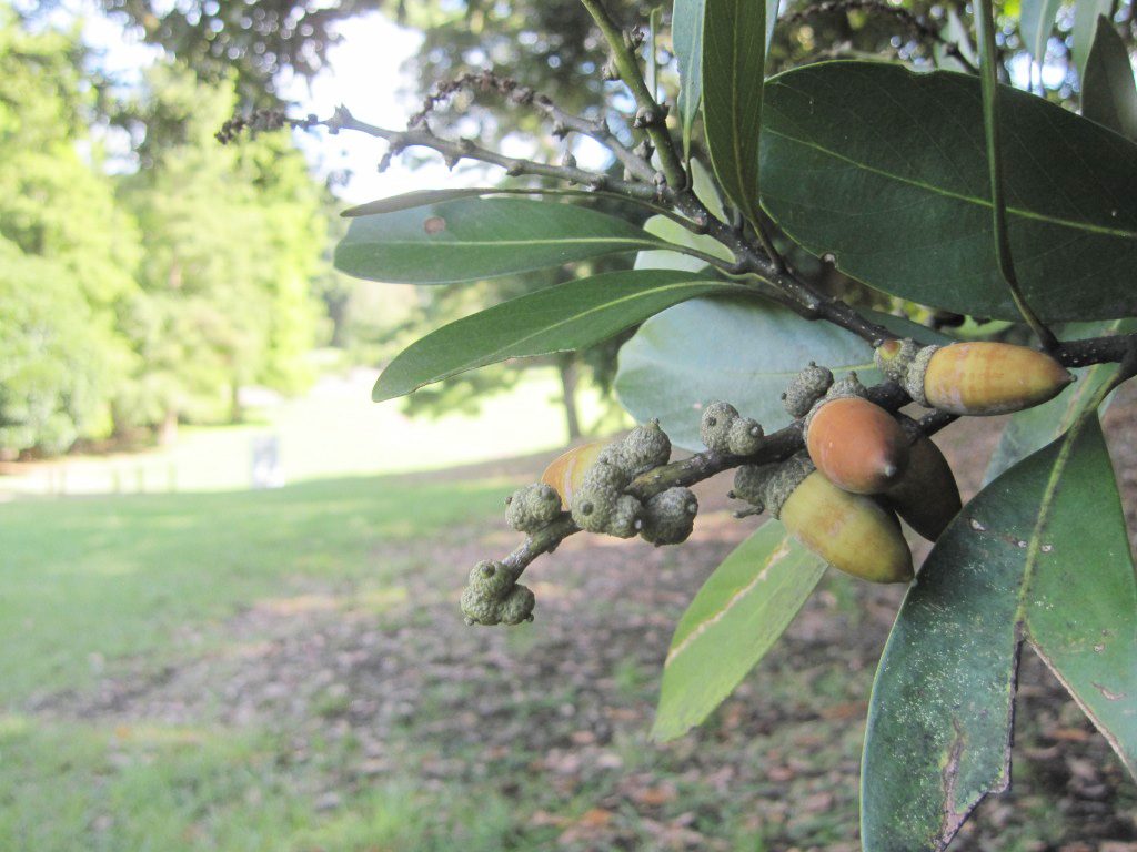 根岸森林公園のどんぐり(神奈川県/横浜市)