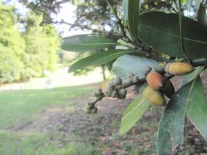 関東でどんぐり拾いにおすすめの公園９選！拾ったどんぐりで工作体験、遊具も充実