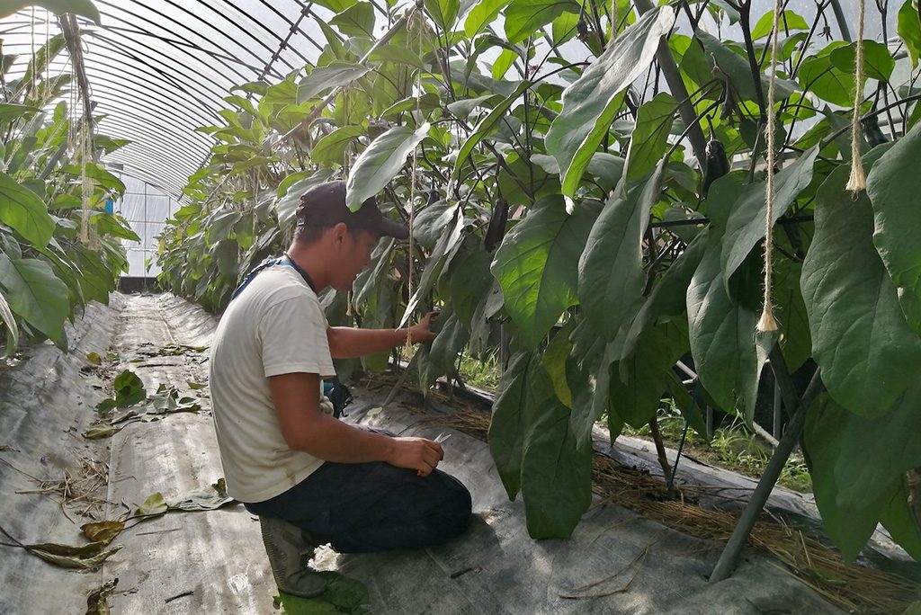 徳島移住生活│農作物を観察する様子