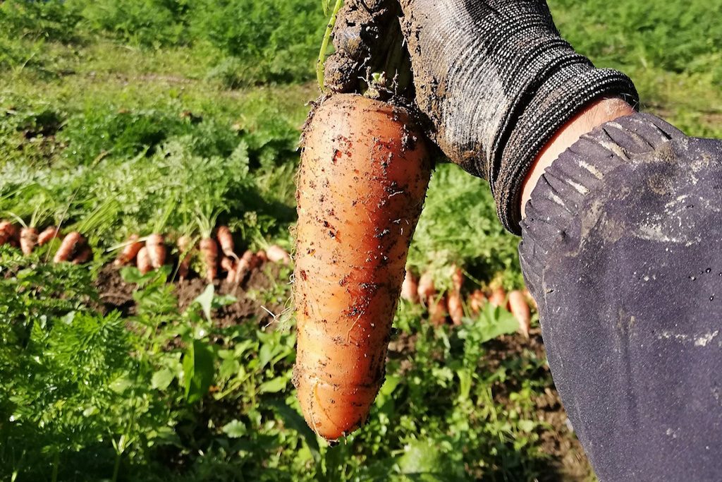 徳島移住生活│農業をやると決めた直也さんが育てた人参