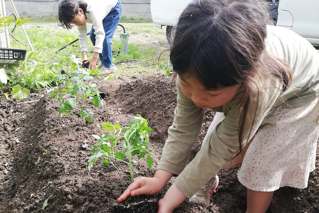 徳島移住生活│野菜の苗を植える様子