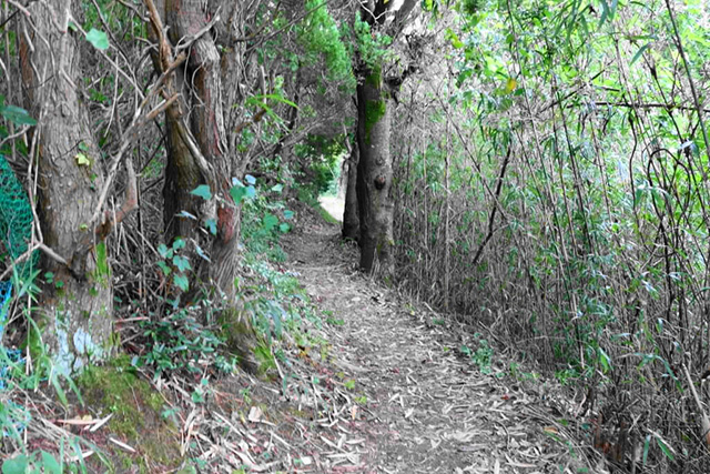 受付後、右の細い山道へ/中政園(大阪府/箕面市)