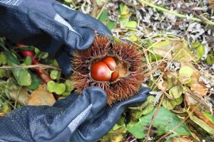 中政園（箕面市）で栗拾い・芋掘り・しいたけ狩りとバーベキュー！実りの秋を大満喫