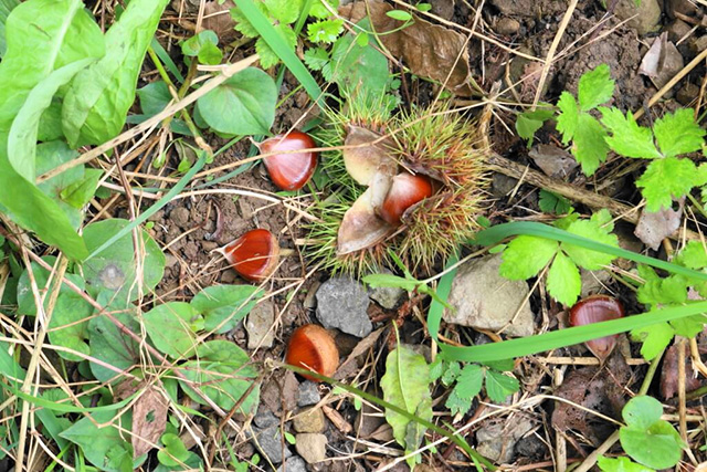 地面に落ちている栗/中政園(大阪府/箕面市)