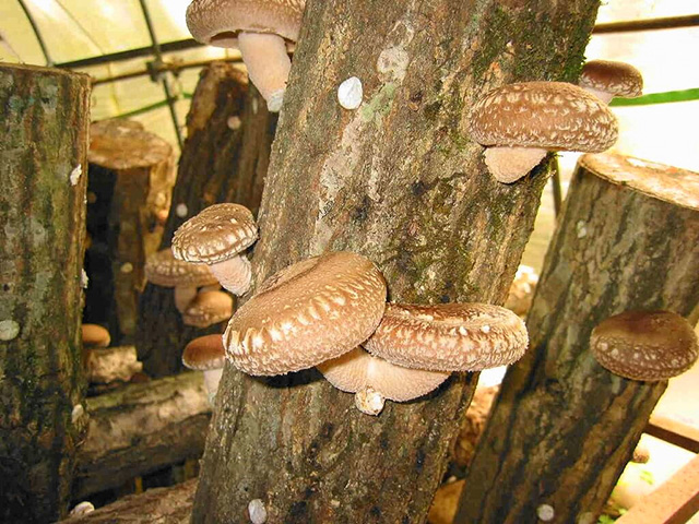 たくさんの椎茸/中政園(大阪府/箕面市)