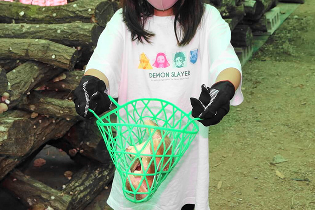 しいたけ狩りの様子/中政園(大阪府/箕面市)
