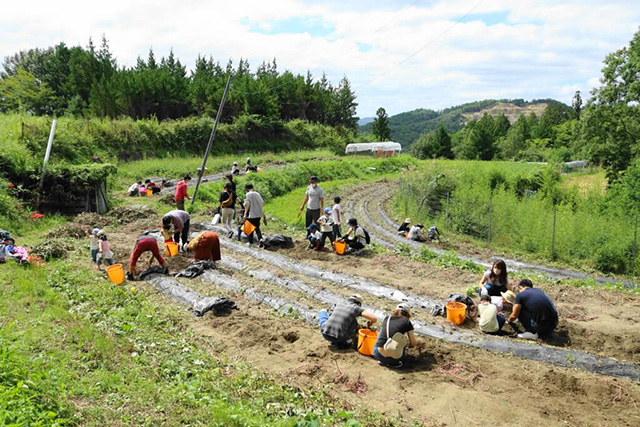 空気が美味しく気持ちよい畑/中政園(大阪府/箕面市)