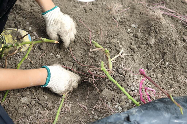 芋掘りの様子/中政園(大阪府/箕面市)