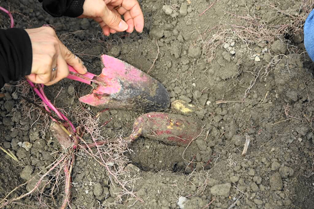 芋掘りの様子/中政園(大阪府/箕面市)