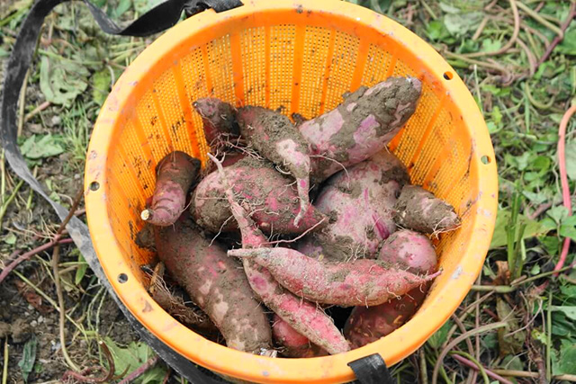 収穫したさつまいも/中政園(大阪府/箕面市)