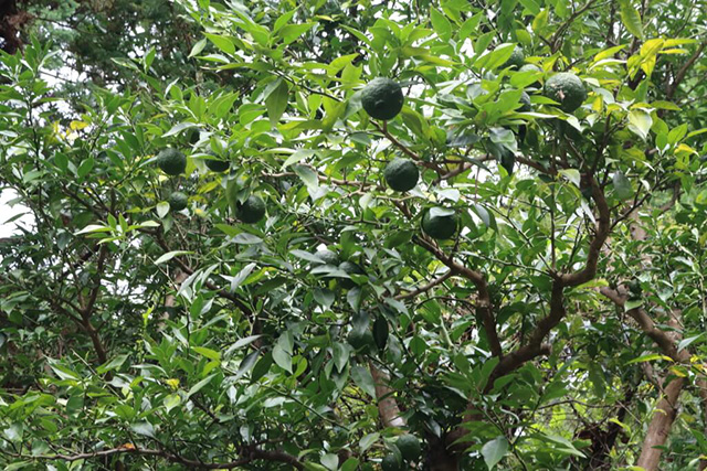 栗畑入口上の青ゆず/中政園(大阪府/箕面市)