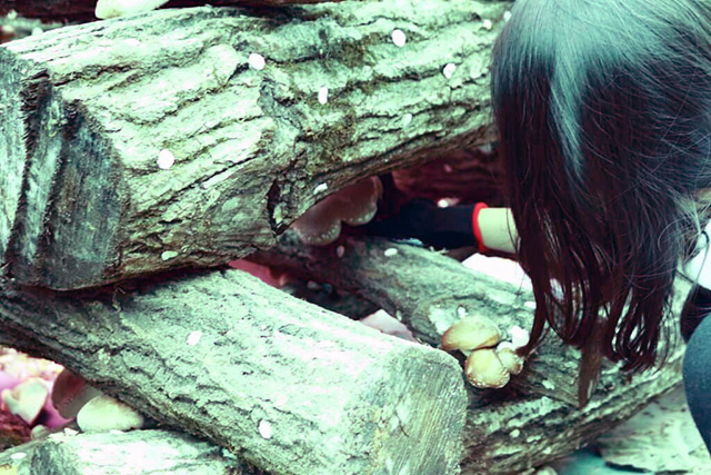 しいたけ狩りをする子ども/中政園(大阪府/箕面市)