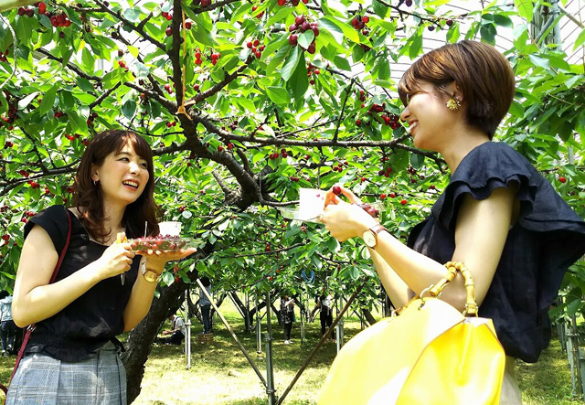 さくらんぼのビニールハウス/マキノピックランド(滋賀県/高島市)