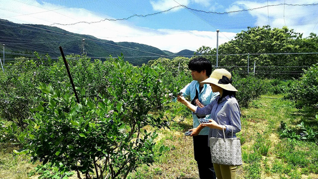 ブルーベリー園/マキノピックランド(滋賀県/高島市)