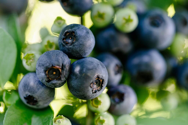 ブルーベリー/マキノピックランド(滋賀県/高島市)