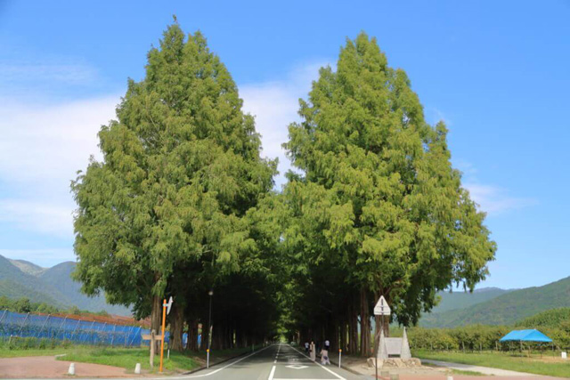 メタセコイア並木道/マキノピックランド(滋賀県/高島市)