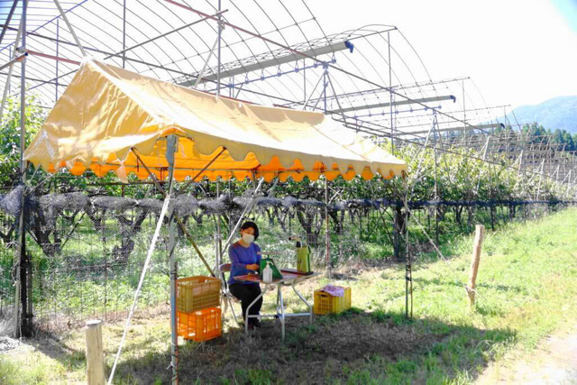 栗園入口の受付/マキノピックランド(滋賀県/高島市)