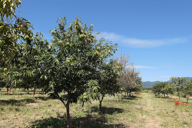 栗園/マキノピックランド(滋賀県/高島市)