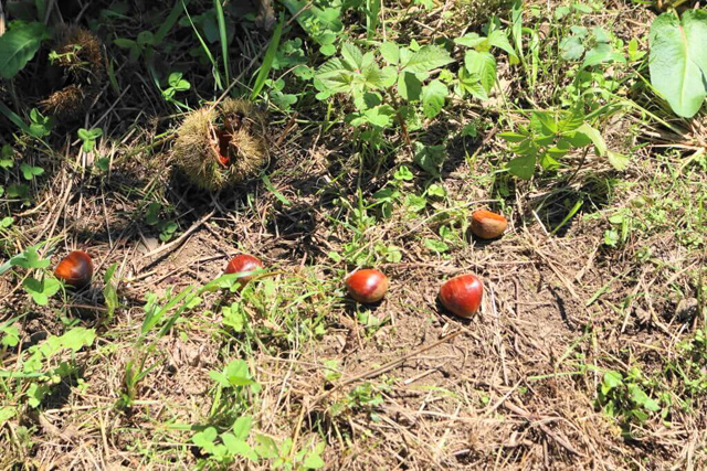 落ちた衝撃でイガから外に出ている栗/マキノピックランド(滋賀県/高島市)