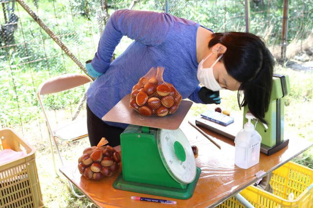 拾った栗を軽量する/マキノピックランド(滋賀県/高島市)